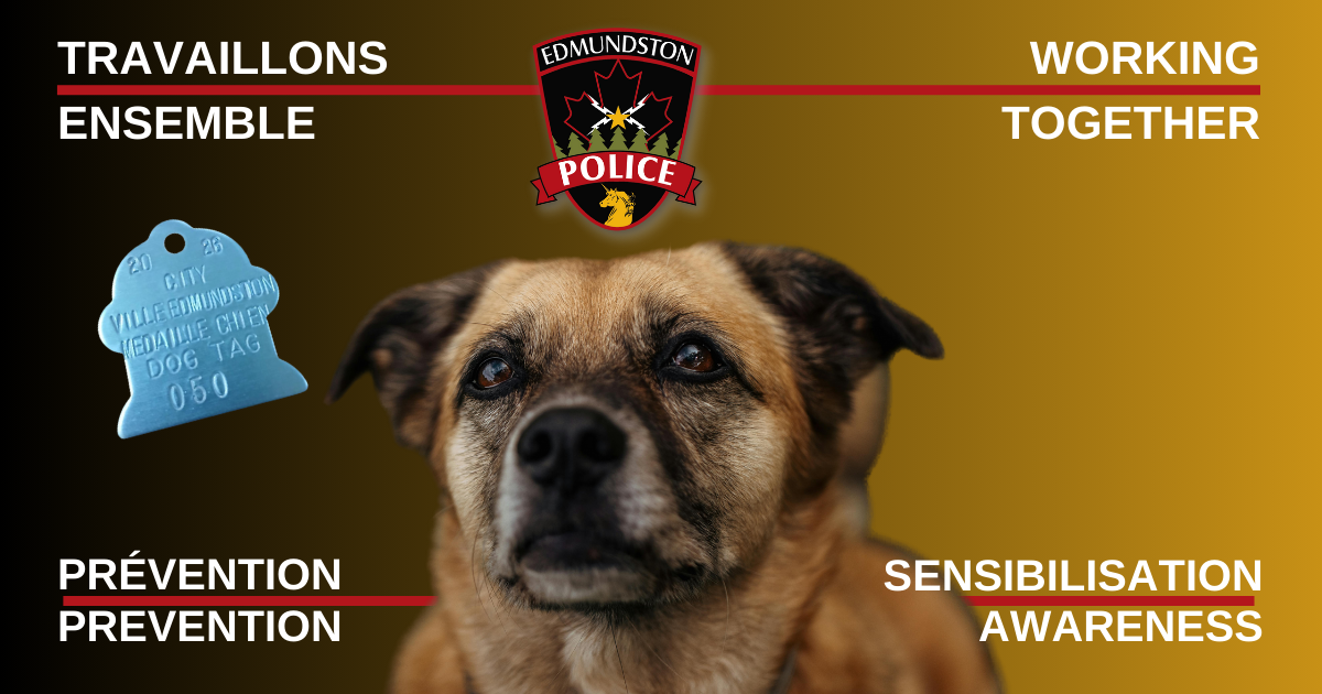 C'est la p&eacute;riode de renouvellement des m&eacute;dailles pour vos toutous !