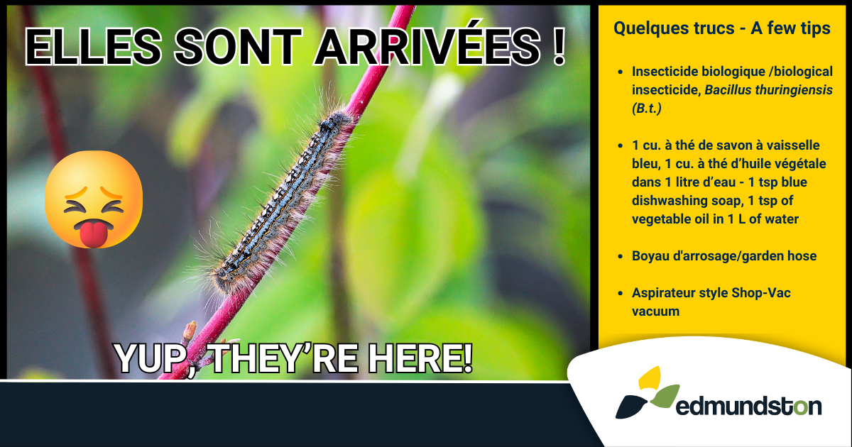 Beurk! Les chenilles sont arrivées ! (Et quelques trucs pour s'en débarrasser !)