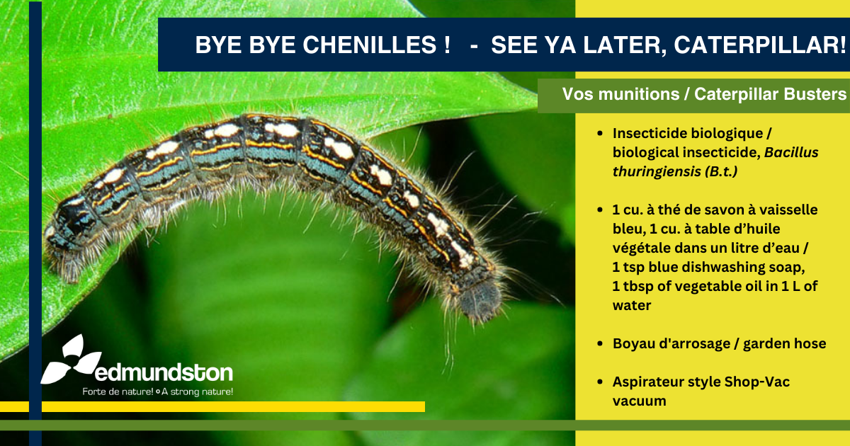 Yuck! The caterpillars are coming back! (And a few tips to get rid of them!)