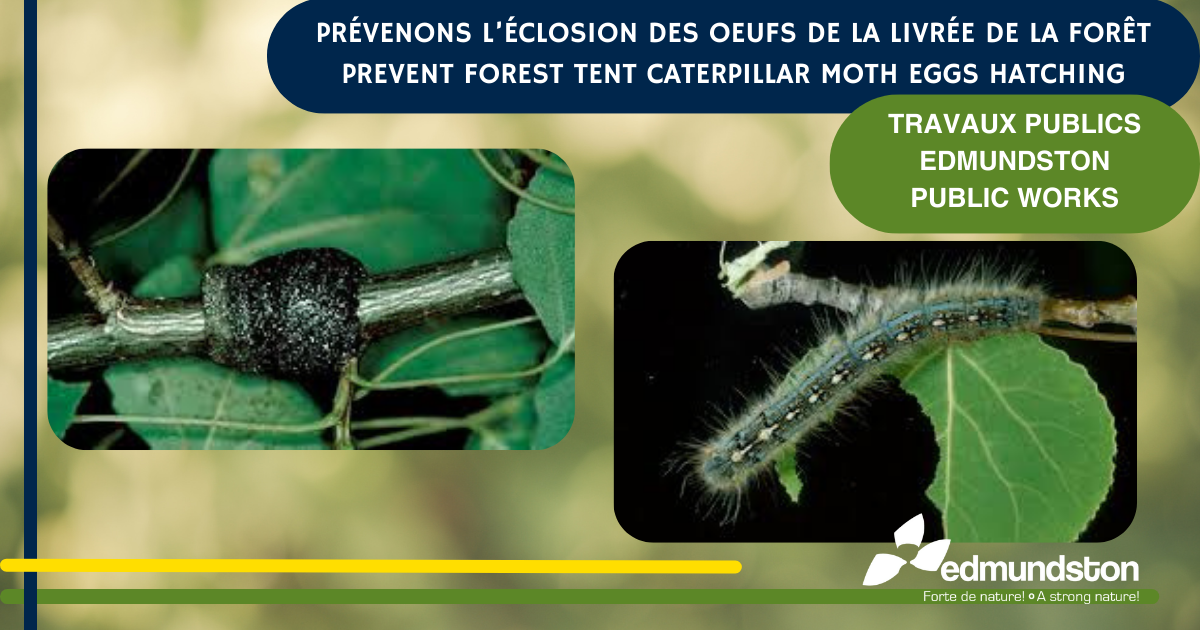 Lutte préventive contre les chenilles de la livrée des forêts : vous pouvez faire votre part!
