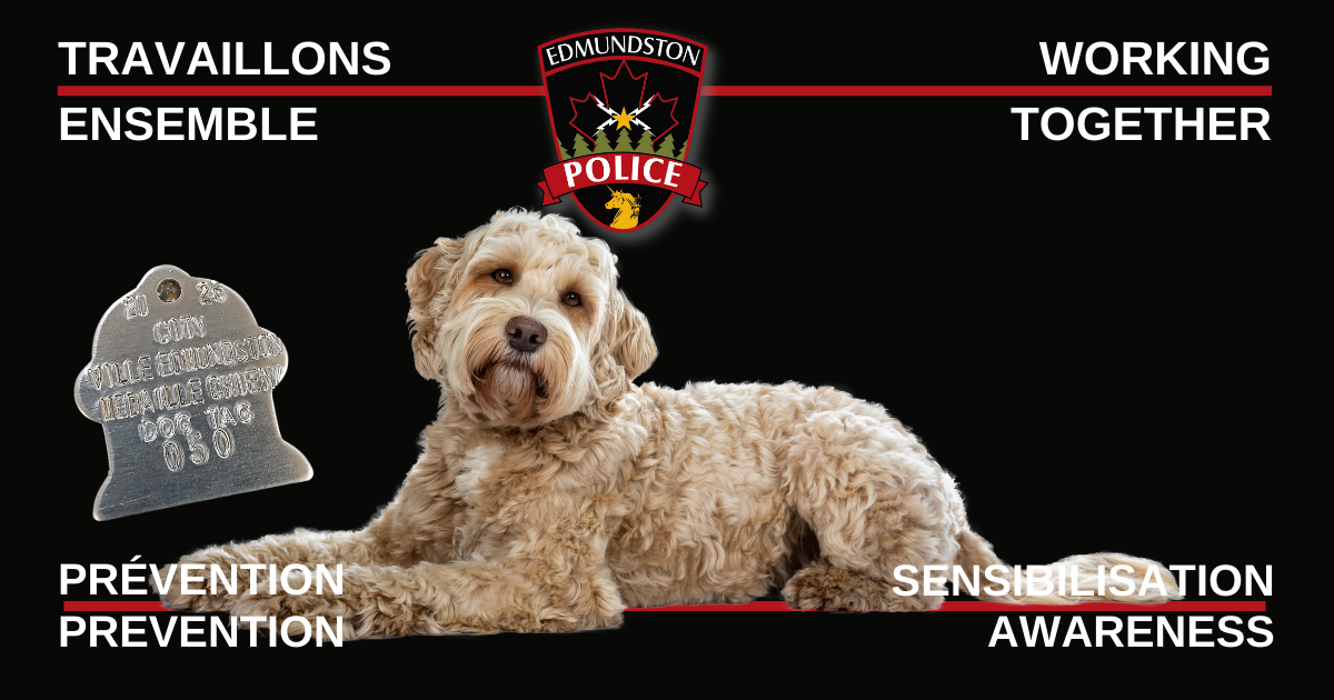 It's time to renew your dogs' medals